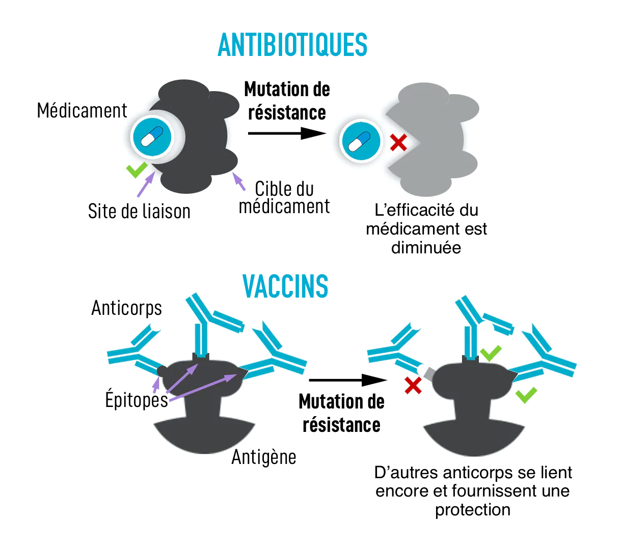 Pourquoi la résistance est courante pour les antibiotiques, mais rare pour les vaccins