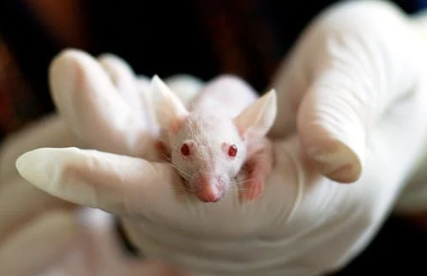 Contre le vieillissement cérébral : résultats  prometteurs par injection de liquide-céphalorachidien juvénile chez la souris