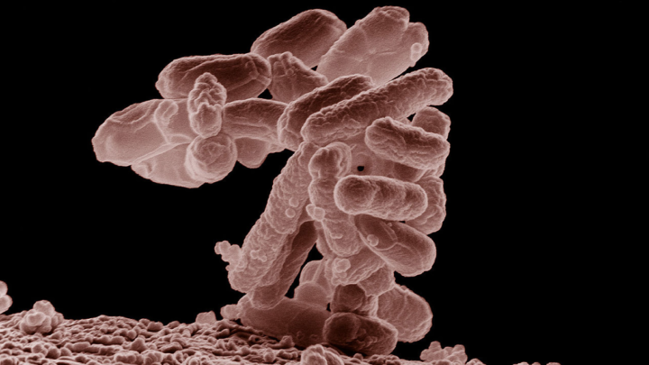 Aliments contaminés par la bactérie E. coli : quels effets sur la santé et comment prévenir les infections ?